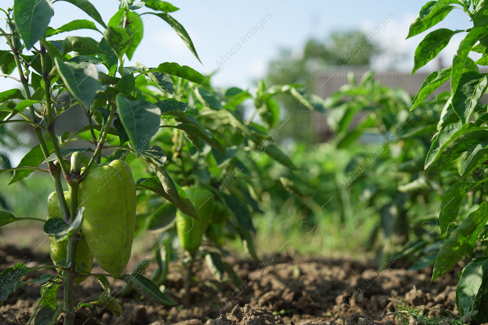 Photo of Bell pepper plants growing in field on sunny day