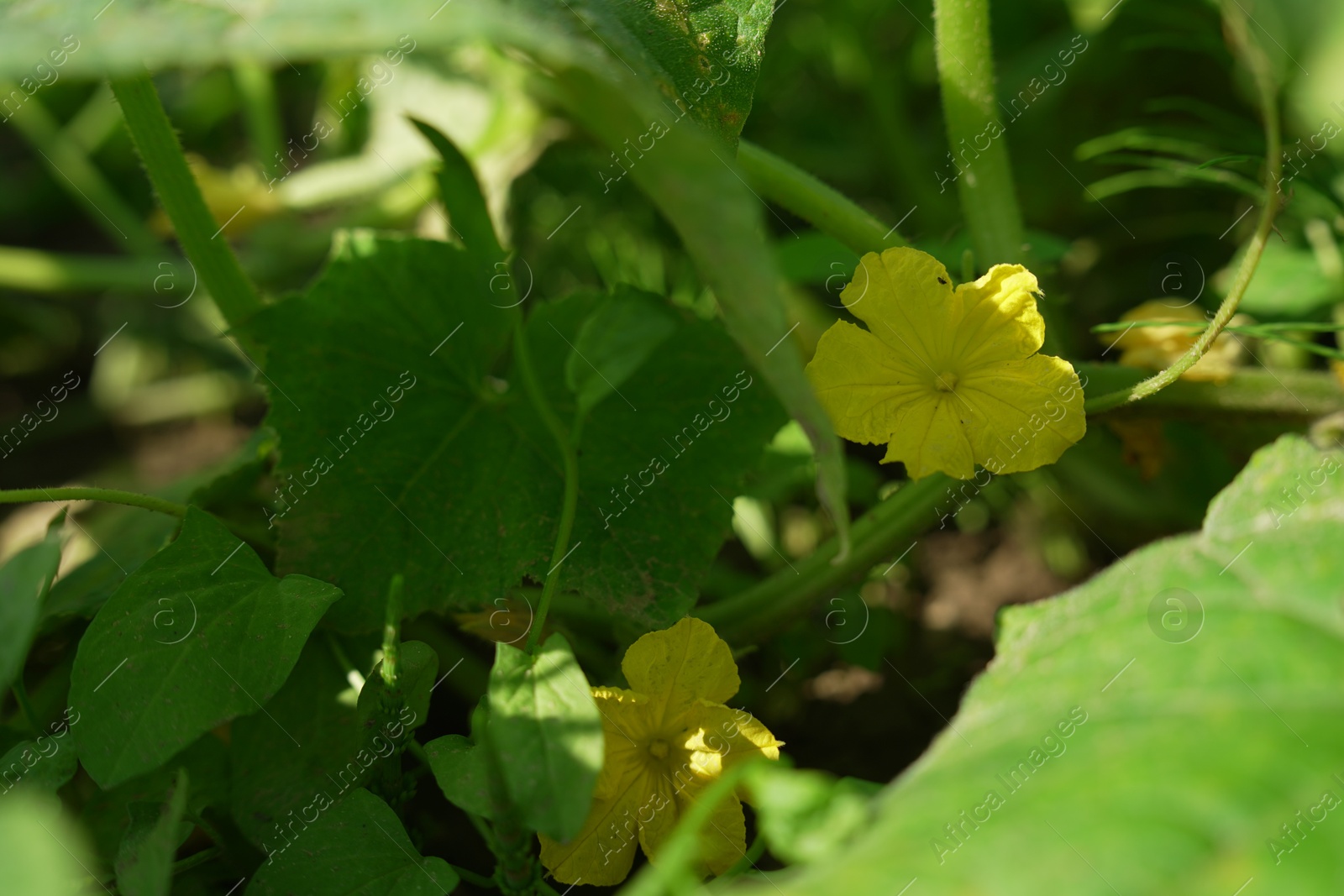 Photo of Young cucumber plant with green leaves growing in field, closeup