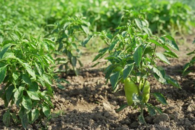 Photo of Bell pepper plants growing in field on sunny day