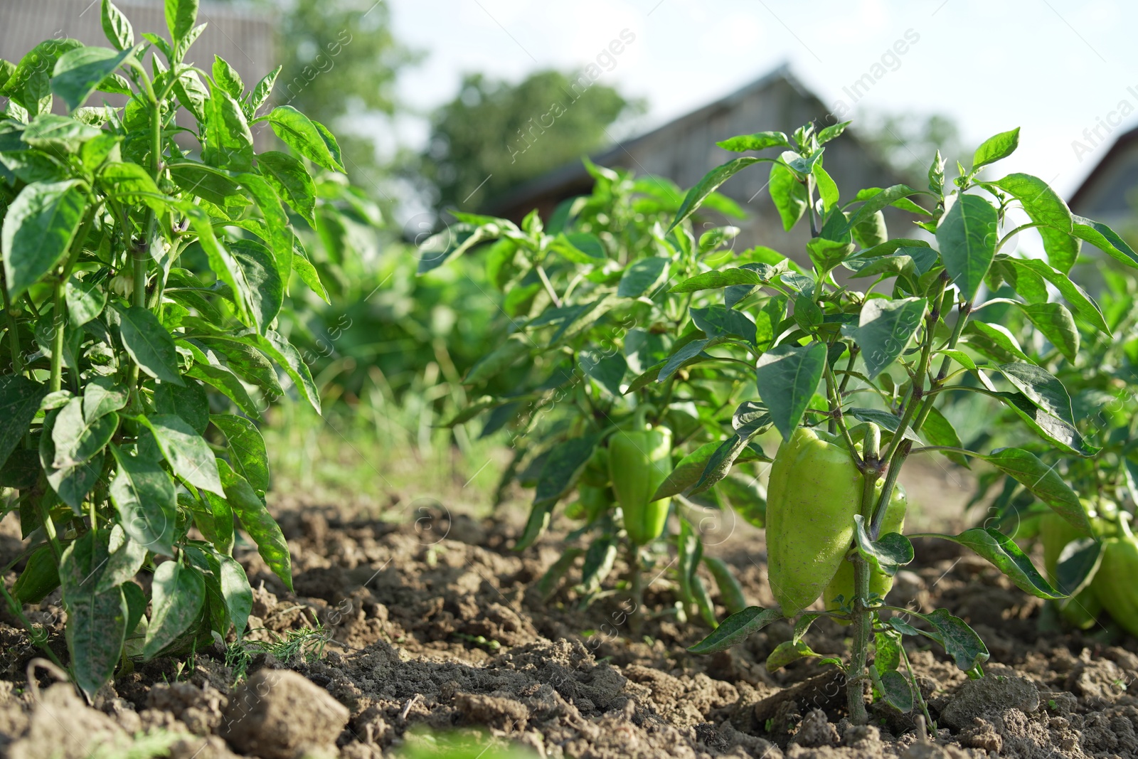 Photo of Bell pepper plants growing in field on sunny day