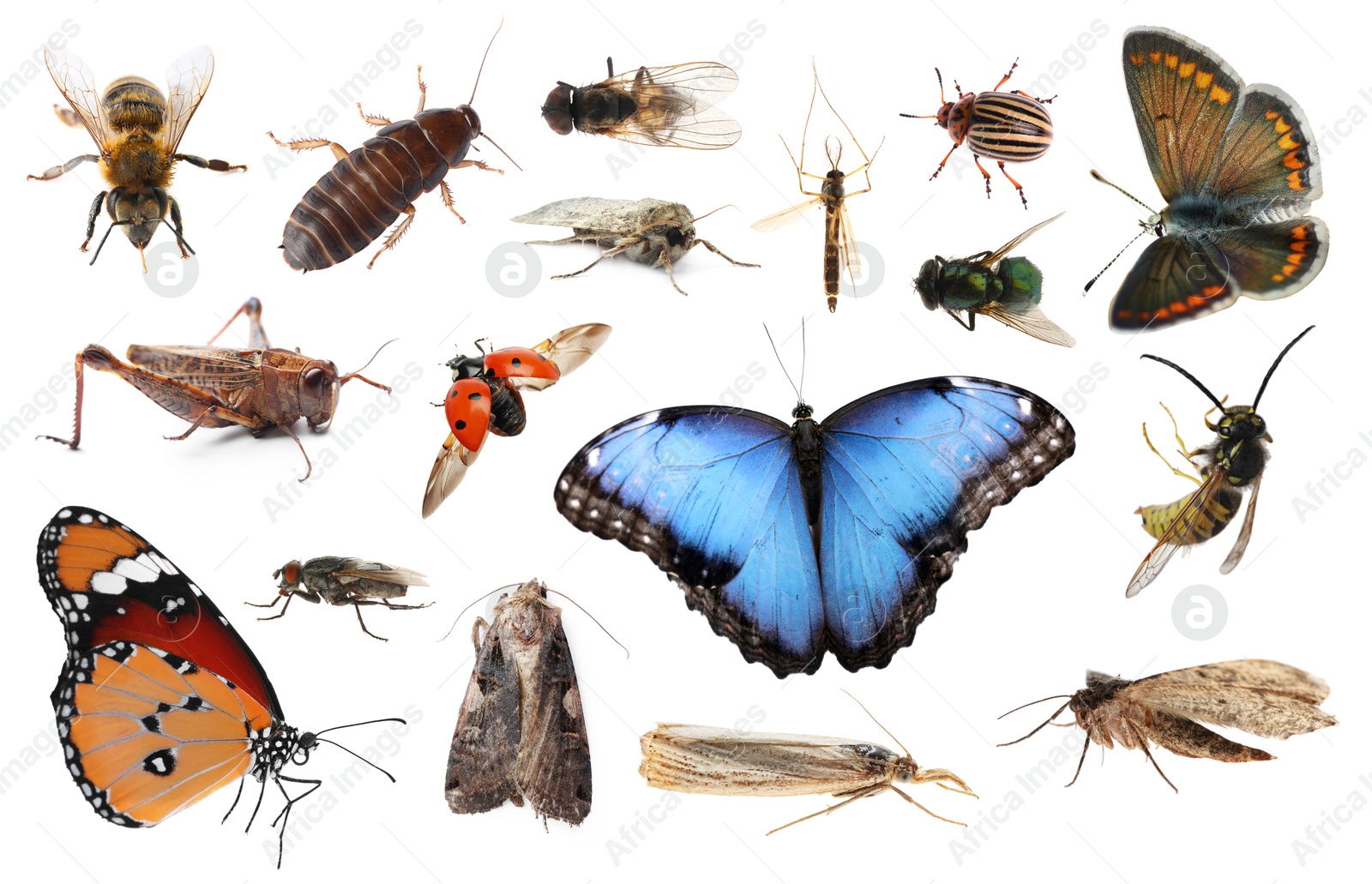 Image of Collection of different insects isolated on white