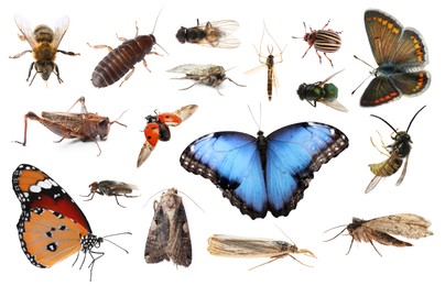 Image of Collection of different insects isolated on white