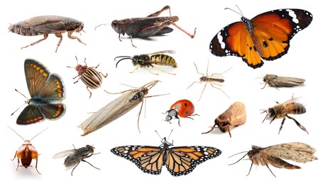 Image of Collection of different insects isolated on white