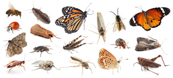 Image of Collection of different insects isolated on white