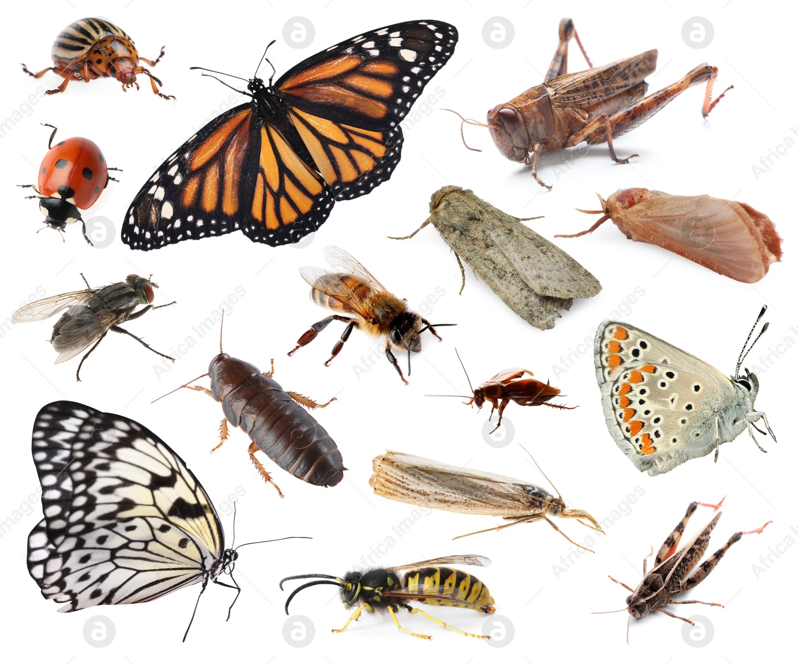 Image of Collection of different insects isolated on white