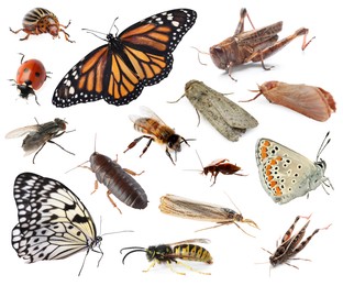 Image of Collection of different insects isolated on white