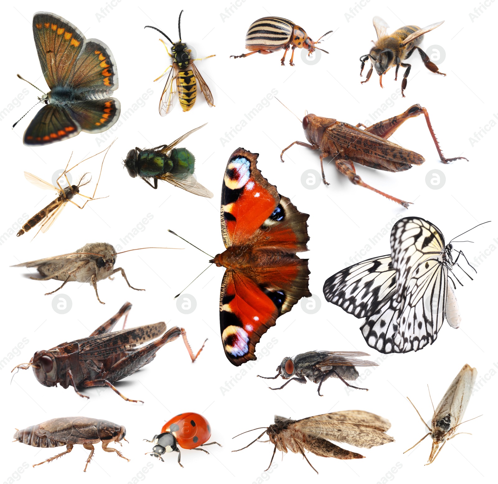 Image of Collection of different insects isolated on white