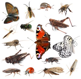 Image of Collection of different insects isolated on white