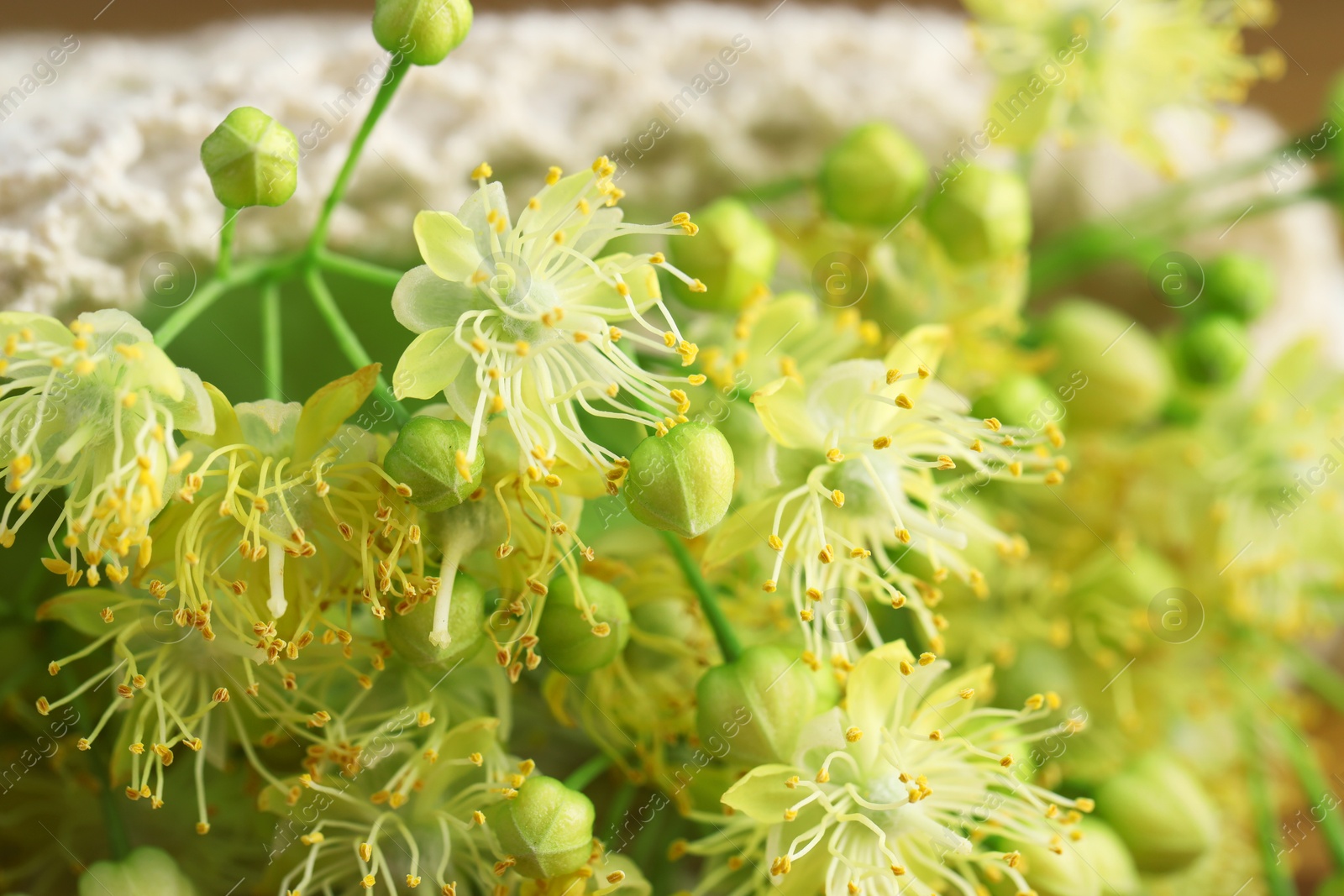 Photo of Fresh linden leaves and flowers on table, closeup