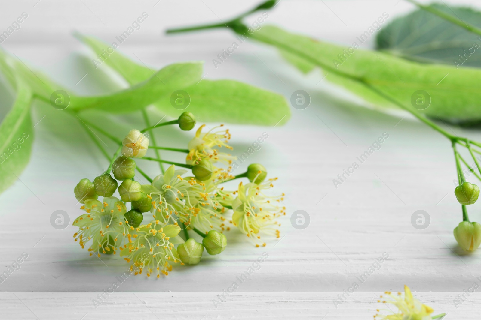 Photo of Fresh linden leaves and flowers on white wooden table, closeup