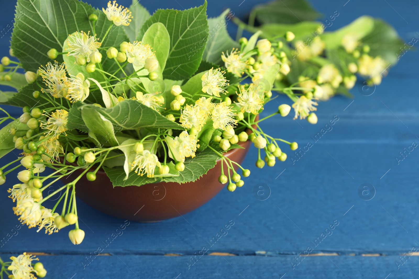 Photo of Fresh linden leaves and flowers in bowl on blue wooden table