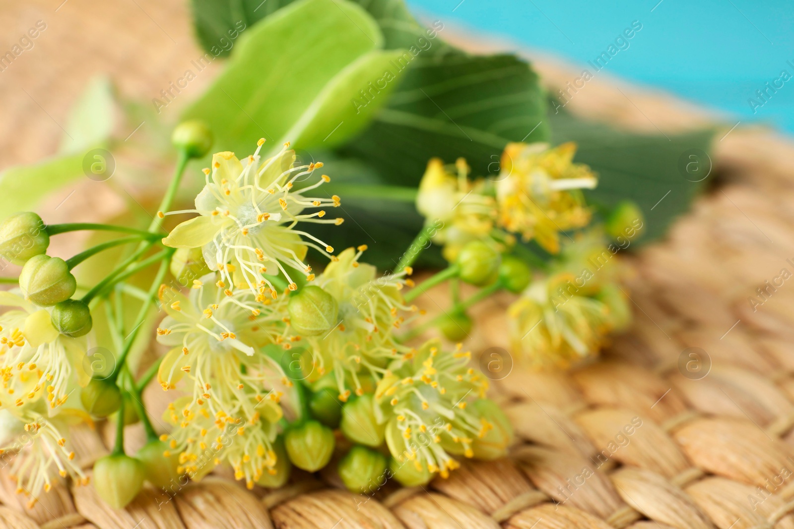 Photo of Fresh linden leaves and flowers on wicker mat, closeup