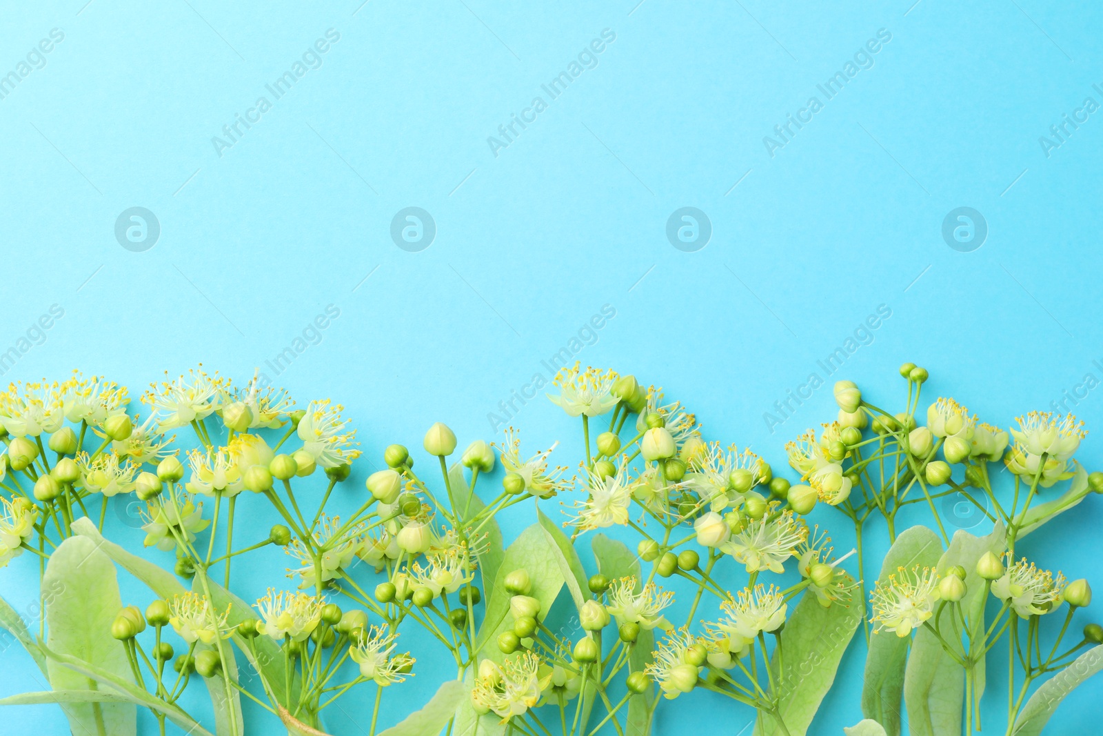 Photo of Fresh linden leaves and flowers on light blue background, top view. Space for text