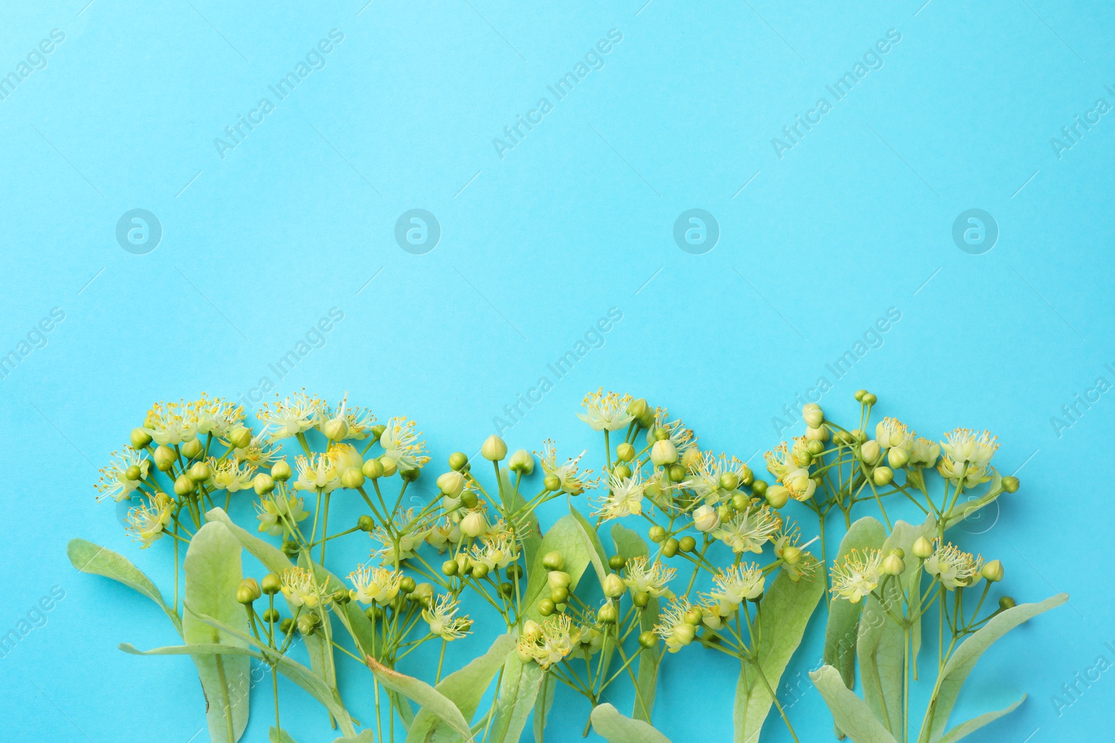 Photo of Fresh linden leaves and flowers on light blue background, top view. Space for text