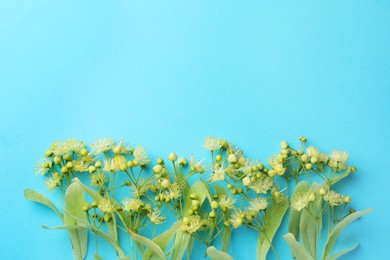 Fresh linden leaves and flowers on light blue background, top view. Space for text