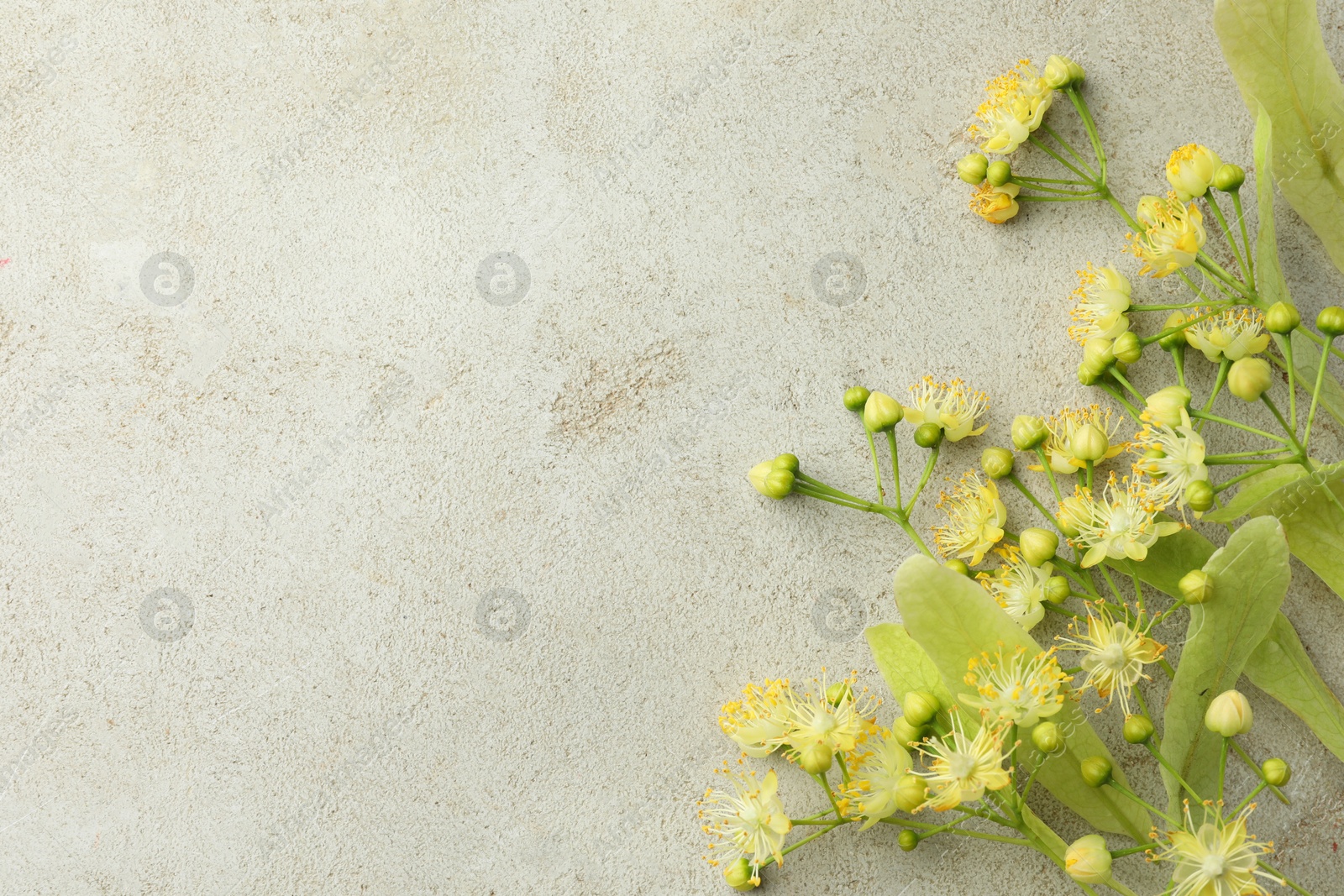 Photo of Fresh linden leaves and flowers on light grey table, top view. Space for text