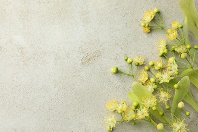 Photo of Fresh linden leaves and flowers on light grey table, top view. Space for text