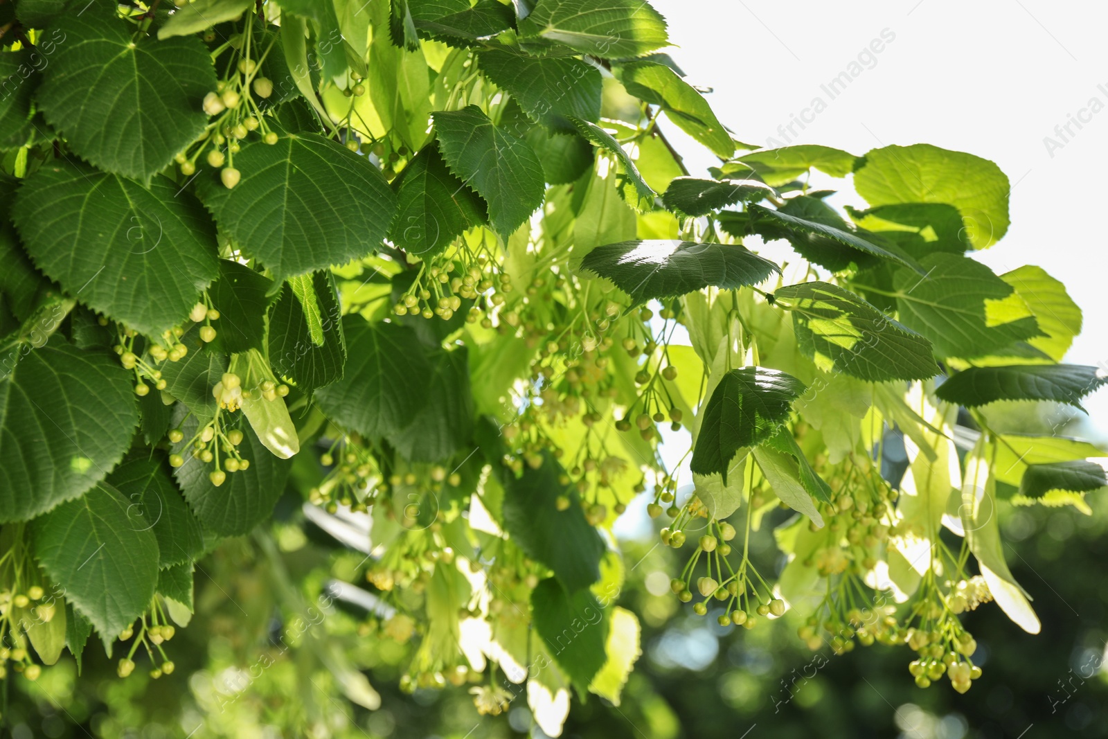 Photo of Beautiful linden tree with blossoms and green leaves outdoors