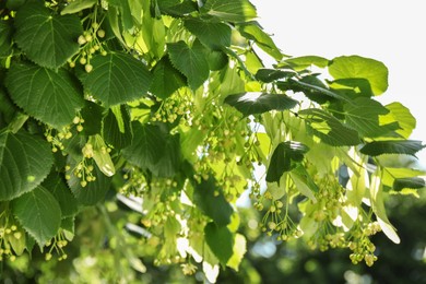 Beautiful linden tree with blossoms and green leaves outdoors