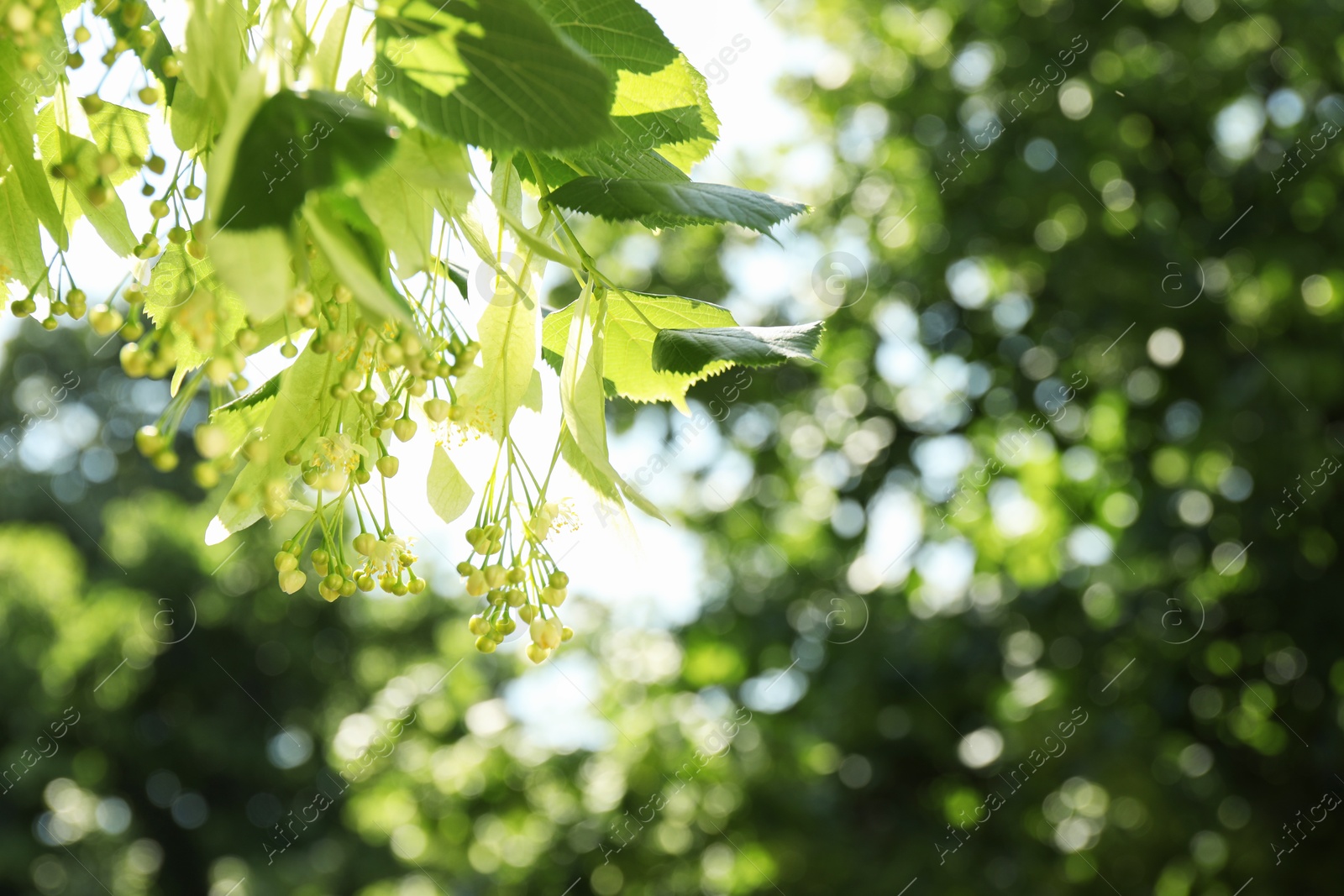 Photo of Beautiful linden tree with blossoms and green leaves outdoors, space for text