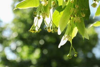 Photo of Beautiful linden tree with blossoms and green leaves outdoors