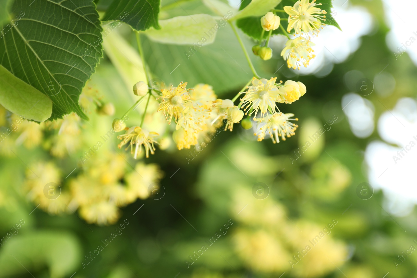 Photo of Beautiful linden tree with blossoms and green leaves outdoors