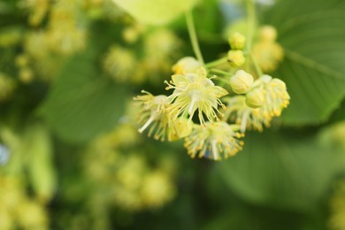 Photo of Beautiful linden tree with blossoms outdoors, closeup. Space for text