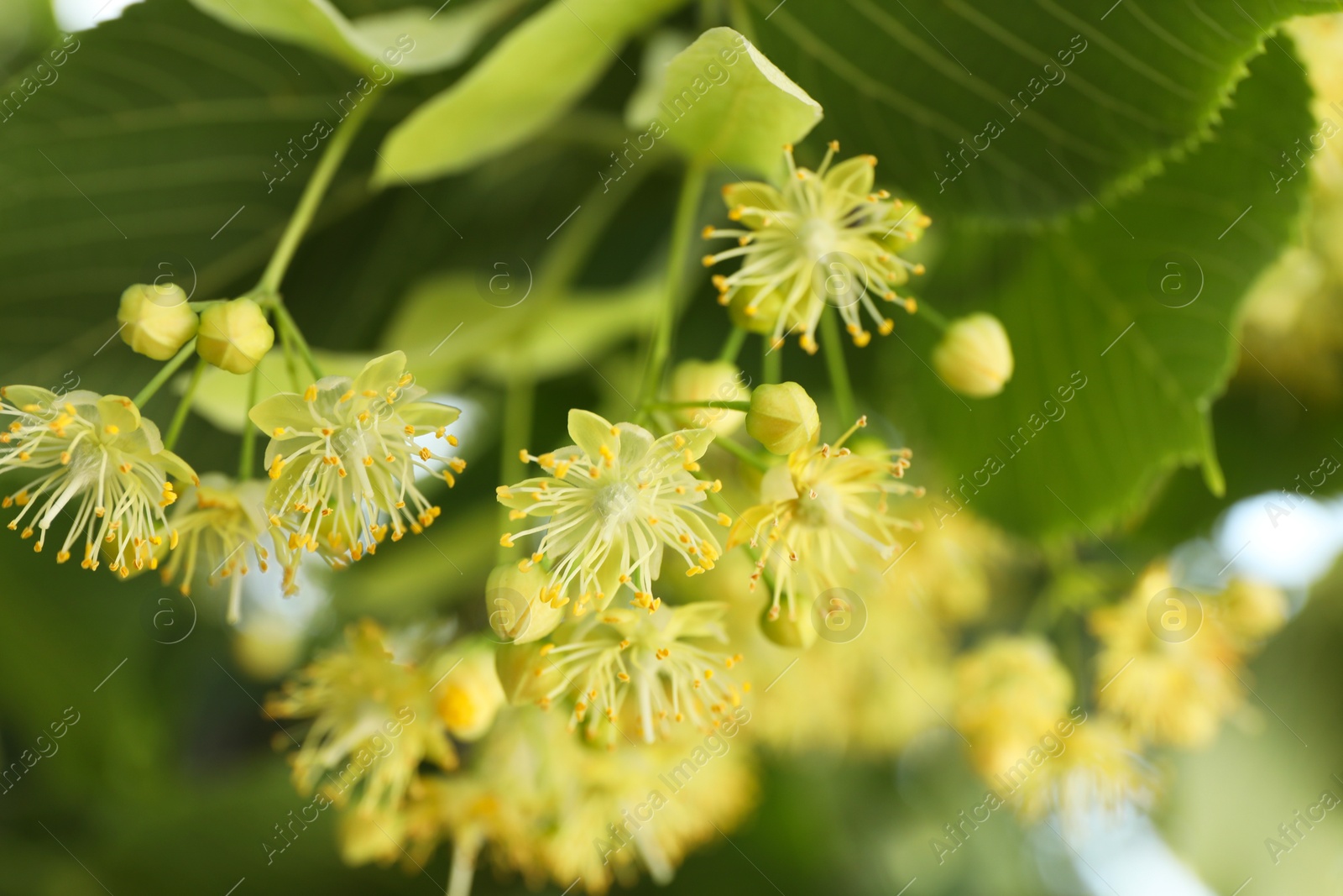 Photo of Beautiful linden tree with blossoms outdoors, closeup