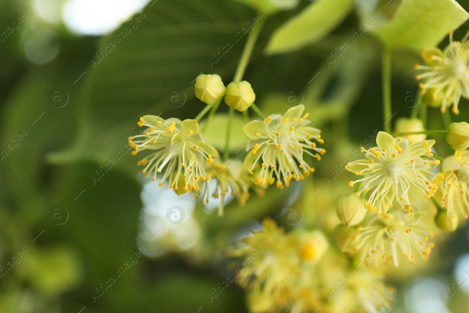 Photo of Beautiful linden tree with blossoms outdoors, closeup