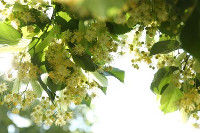 Photo of Beautiful linden tree with blossoms and green leaves outdoors