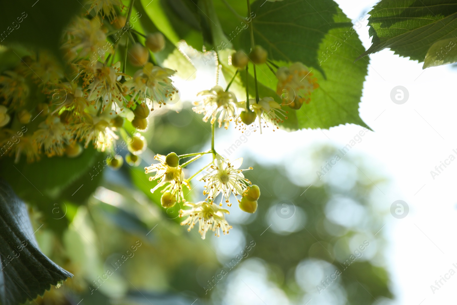 Photo of Beautiful linden tree with blossoms and green leaves outdoors, space for text