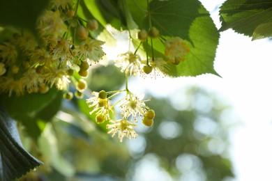 Photo of Beautiful linden tree with blossoms and green leaves outdoors, space for text