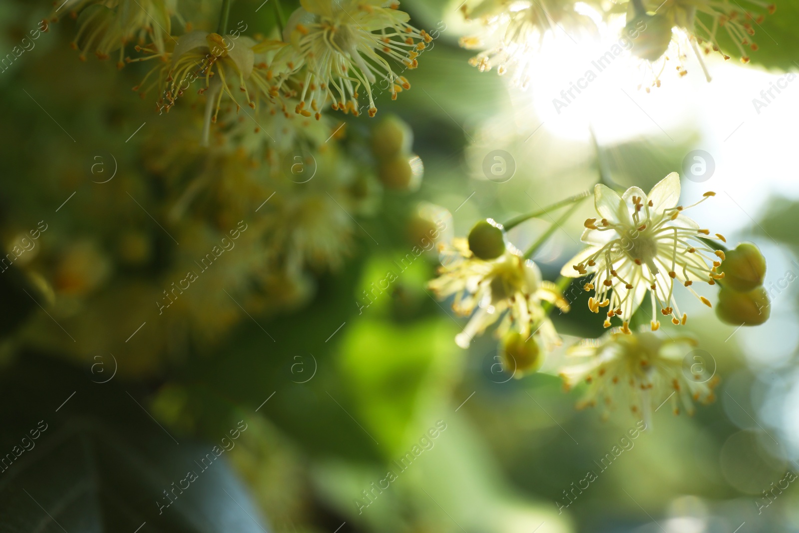 Photo of Beautiful linden tree with blossoms outdoors, closeup. Space for text