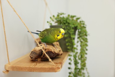 Photo of Pet parrot. Beautiful budgerigar sitting on snag indoors