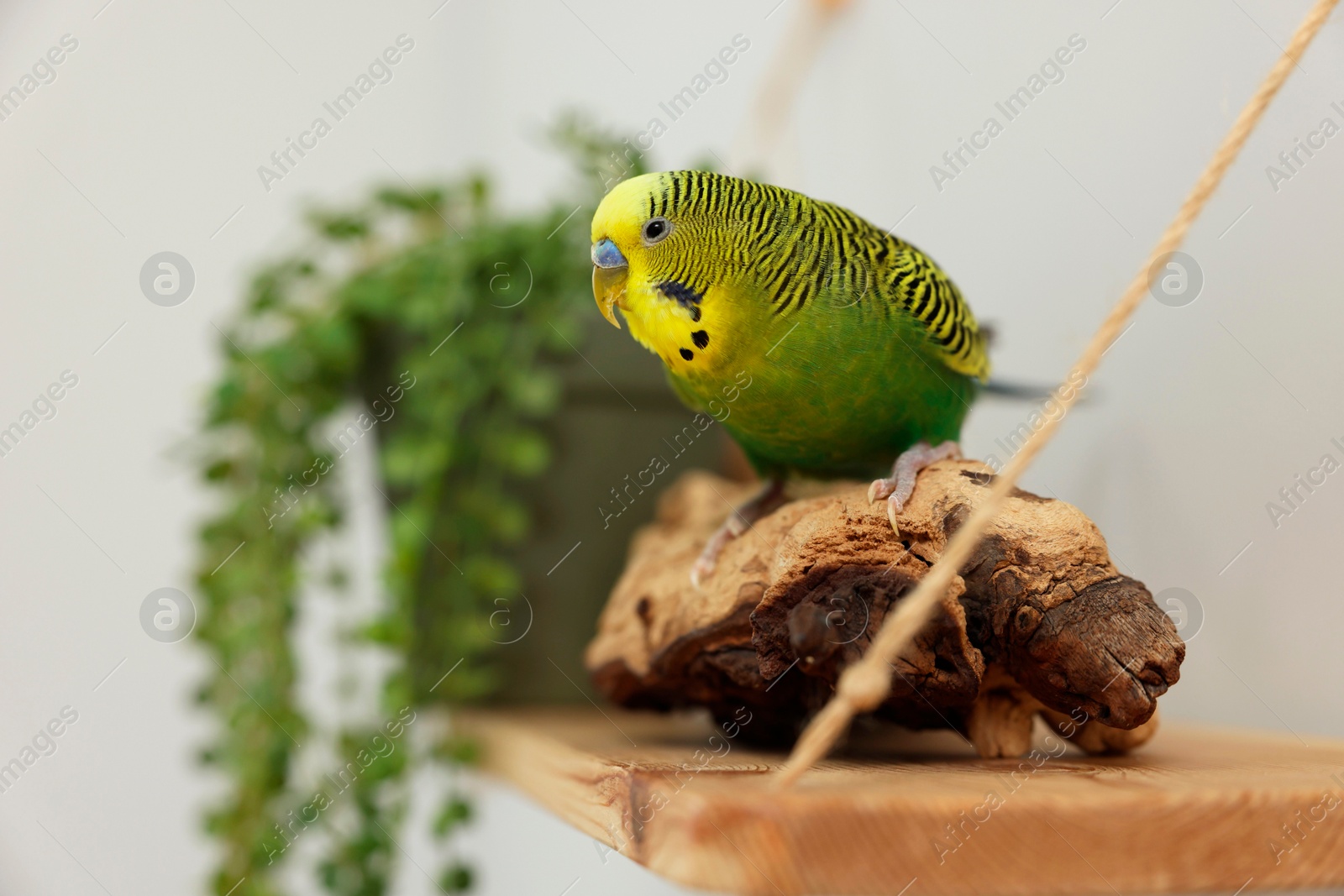 Photo of Pet parrot. Beautiful budgerigar sitting on snag indoors, space for text