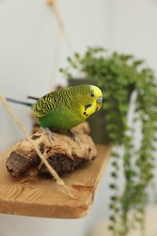 Photo of Pet parrot. Beautiful budgerigar sitting on snag indoors