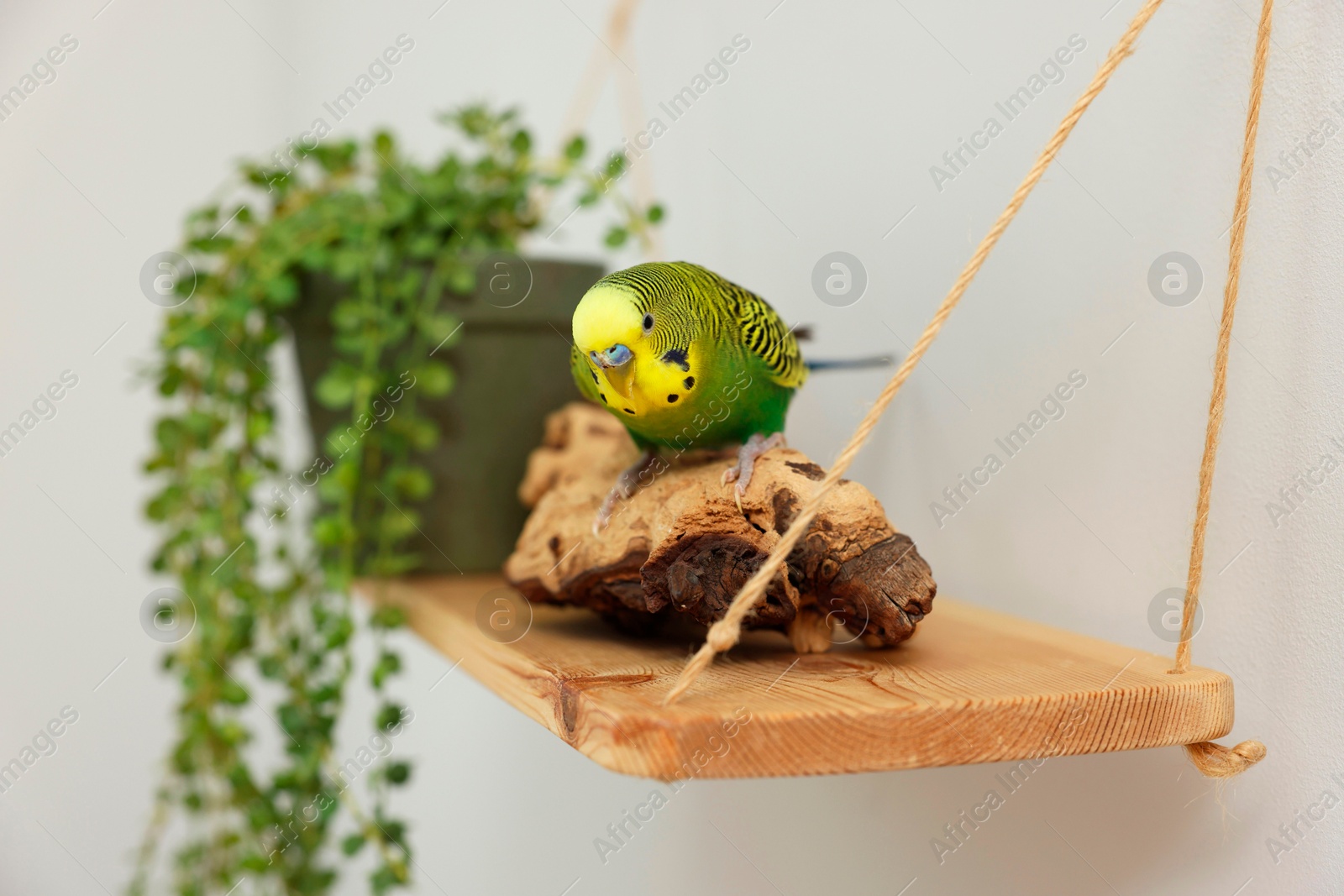 Photo of Pet parrot. Beautiful budgerigar sitting on snag indoors