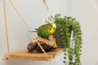 Photo of Pet parrot. Beautiful budgerigar sitting on snag indoors