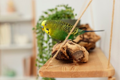 Photo of Pet parrot. Beautiful budgerigar sitting on snag indoors, space for text