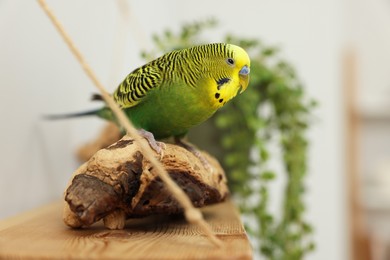 Photo of Pet parrot. Beautiful budgerigar sitting on snag indoors