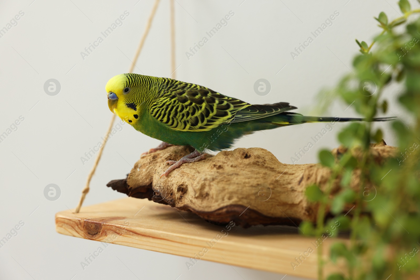 Photo of Pet parrot. Beautiful budgerigar sitting on snag indoors