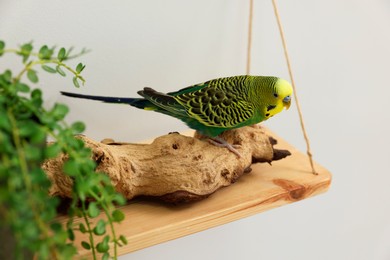 Pet parrot. Beautiful budgerigar sitting on snag indoors