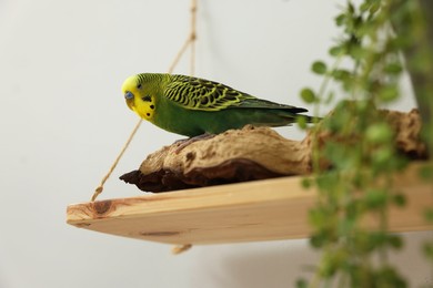 Photo of Pet parrot. Beautiful budgerigar sitting on snag indoors, low angle view