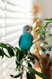 Pet parrot. Beautiful budgerigar sitting on tree indoors