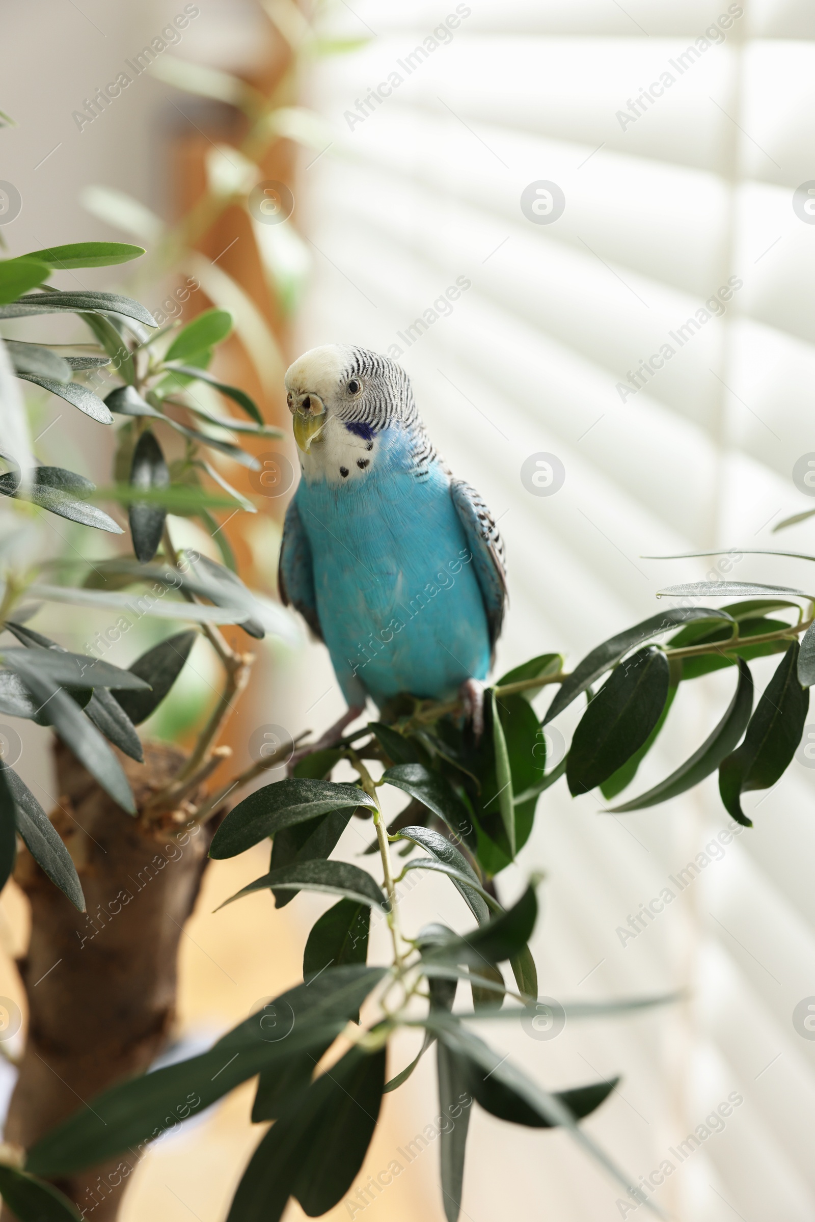 Photo of Pet parrot. Beautiful budgerigar sitting on tree indoors