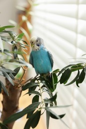 Photo of Pet parrot. Beautiful budgerigar sitting on tree indoors