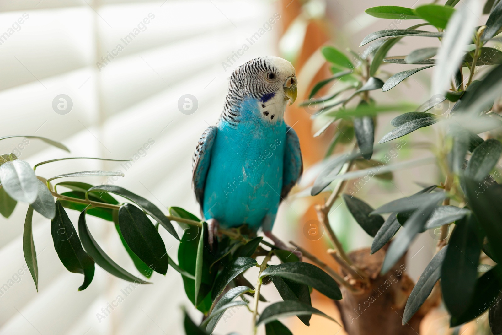 Photo of Pet parrot. Beautiful budgerigar sitting on tree indoors