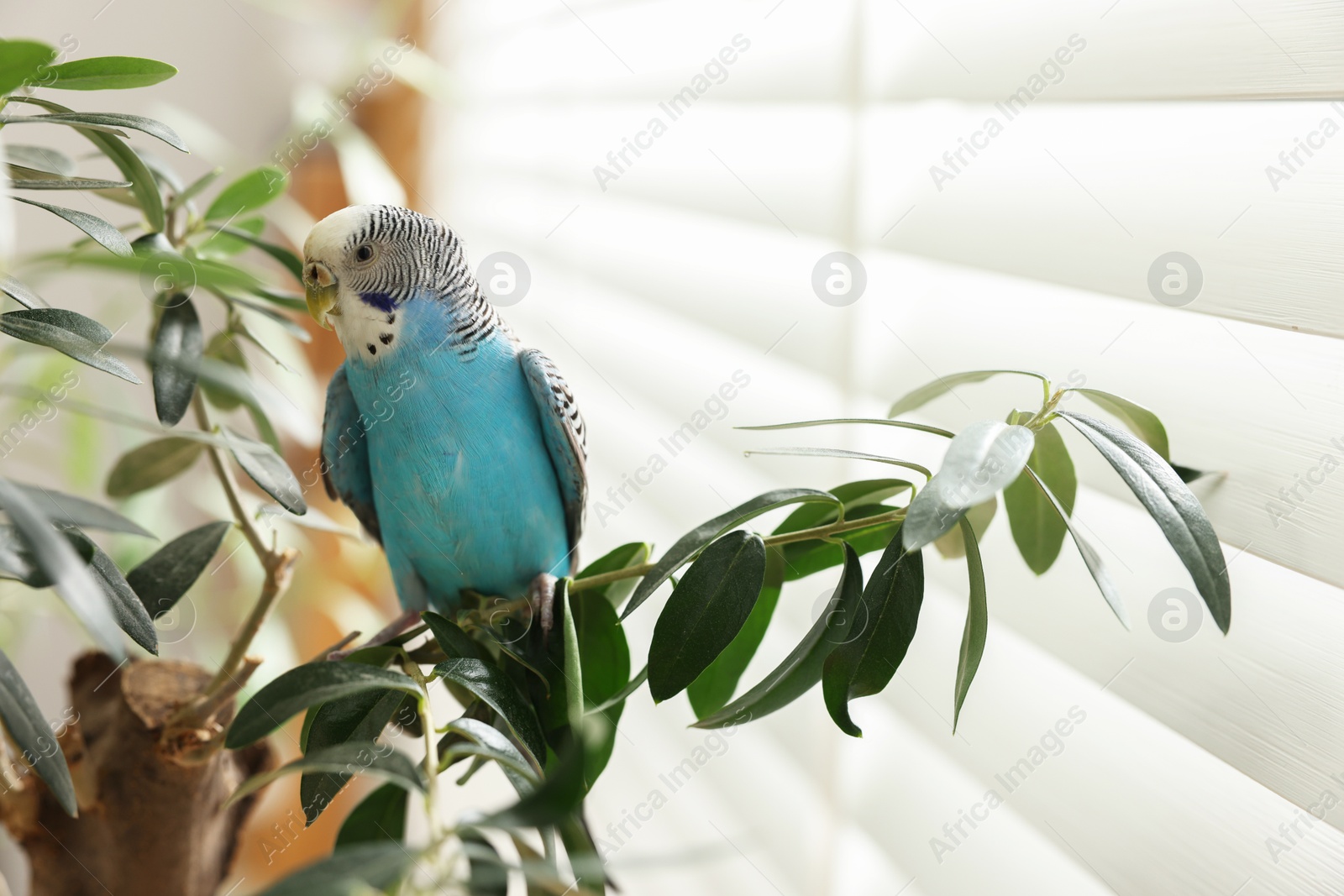 Photo of Pet parrot. Beautiful budgerigar sitting on tree indoors