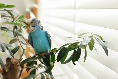 Photo of Pet parrot. Beautiful budgerigar sitting on tree indoors