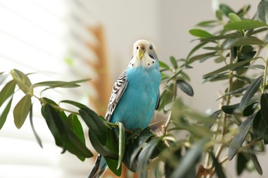 Photo of Pet parrot. Beautiful budgerigar sitting on tree indoors